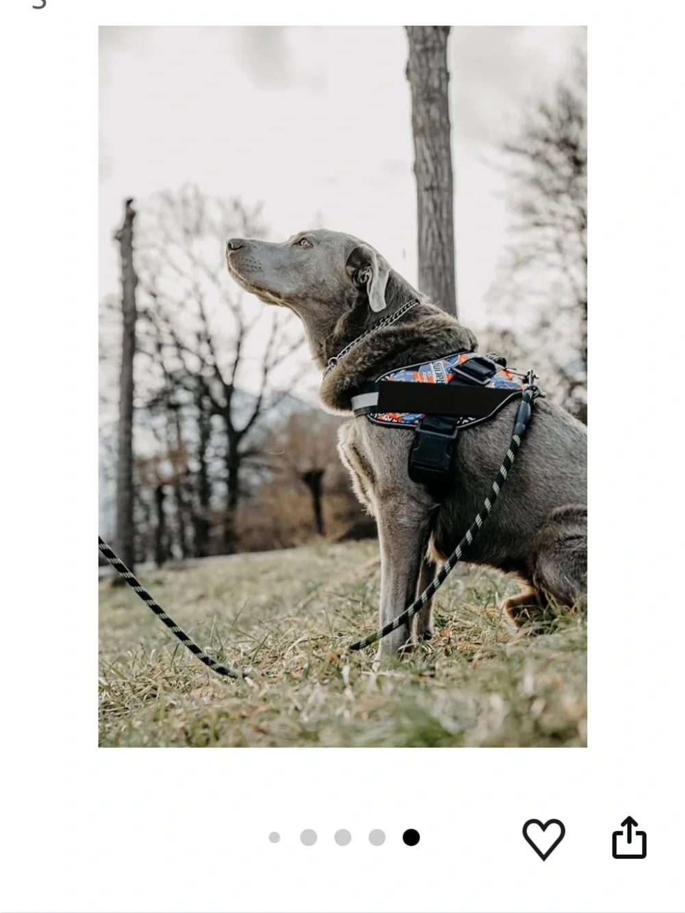 Blue Reflective Comfort Harness no choke with Handle adjustable reflective S